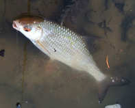 foto/diskuze/z_lovu/2012/th-img48097.jpg