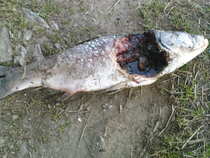 foto/diskuze/z_lovu/2012/th-img48098.jpg