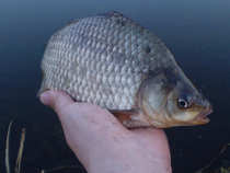 foto/diskuze/z_lovu/2012/th-img48104.jpg