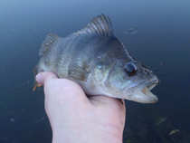 foto/diskuze/z_lovu/2012/th-img48105.jpg