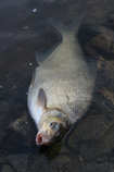 foto/diskuze/z_lovu/2012/th-img48114.jpg