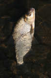 foto/diskuze/z_lovu/2012/th-img48115.jpg