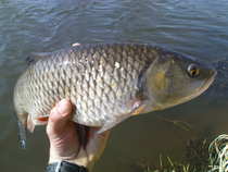 foto/diskuze/z_lovu/2012/th-img48125.jpg