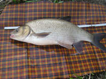 foto/diskuze/z_lovu/2012/th-img48130.jpg