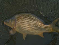 foto/diskuze/z_lovu/2012/th-img48134.jpg
