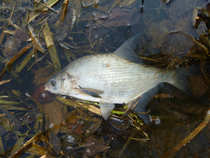 foto/diskuze/z_lovu/2012/th-img48136.jpg