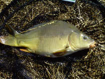 foto/diskuze/z_lovu/2012/th-img48143.jpg