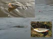 foto/diskuze/z_lovu/2012/th-img48149.jpg