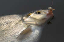 foto/diskuze/z_lovu/2012/th-img48157.jpg