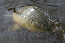 foto/diskuze/z_lovu/2012/th-img48159.jpg