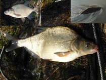 foto/diskuze/z_lovu/2012/th-img48160.jpg