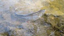 foto/diskuze/z_lovu/2012/th-img48165.jpg