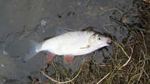 foto/diskuze/z_lovu/2012/th-img48166.jpg