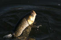foto/diskuze/z_lovu/2012/th-img48179.jpg