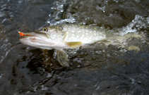 foto/diskuze/z_lovu/2012/th-img48212.jpg