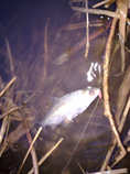 foto/diskuze/z_lovu/2012/th-img48222.jpg