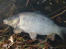 foto/diskuze/z_lovu/2012/th-img48261.jpg