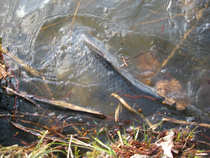 foto/diskuze/z_lovu/2012/th-img48262.jpg