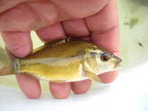 foto/diskuze/z_lovu/2012/th-img48268.jpg