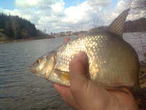 foto/diskuze/z_lovu/2012/th-img48273.jpg
