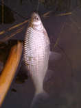 foto/diskuze/z_lovu/2012/th-img48281.jpg