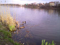 foto/diskuze/z_lovu/2012/th-img48282.jpg