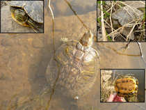 foto/diskuze/z_lovu/2012/th-img48292.jpg