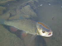 foto/diskuze/z_lovu/2012/th-img48306.jpg