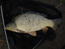 foto/diskuze/z_lovu/2012/th-img48312.jpg