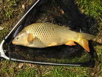 foto/diskuze/z_lovu/2012/th-img48313.jpg