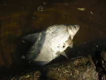 foto/diskuze/z_lovu/2012/th-img48314.jpg