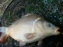 foto/diskuze/z_lovu/2012/th-img48342.jpg