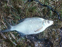 foto/diskuze/z_lovu/2012/th-img48344.jpg