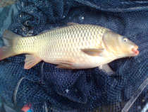 foto/diskuze/z_lovu/2012/th-img48352.jpg