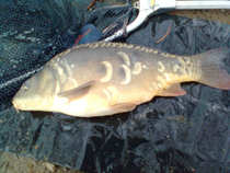foto/diskuze/z_lovu/2012/th-img48354.jpg