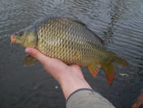 foto/diskuze/z_lovu/2012/th-img48355.jpg