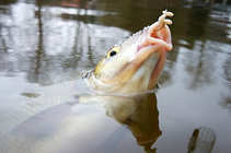 foto/diskuze/z_lovu/2012/th-img48375.jpg