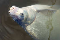 foto/diskuze/z_lovu/2012/th-img48376.jpg