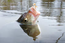 foto/diskuze/z_lovu/2012/th-img48377.jpg