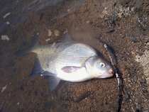 foto/diskuze/z_lovu/2012/th-img48378.jpg