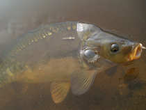foto/diskuze/z_lovu/2012/th-img48380.jpg