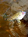 foto/diskuze/z_lovu/2012/th-img48384.jpg