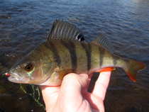 foto/diskuze/z_lovu/2012/th-img48386.jpg