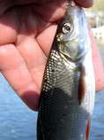 foto/diskuze/z_lovu/2012/th-img48387.jpg