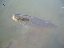 foto/diskuze/z_lovu/2012/th-img48389.jpg