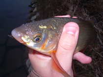 foto/diskuze/z_lovu/2012/th-img48391.jpg