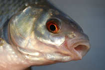 foto/diskuze/z_lovu/2012/th-img48401.jpg