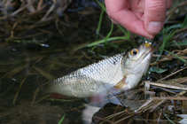 foto/diskuze/z_lovu/2012/th-img48402.jpg