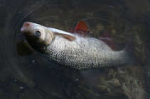 foto/diskuze/z_lovu/2012/th-img48403.jpg