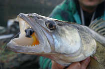 foto/diskuze/z_lovu/2012/th-img48420.jpg
